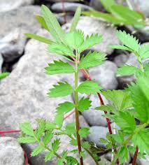 Image result for Pseudovigna argentea