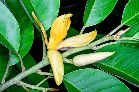 Image result for Magnoliaceae