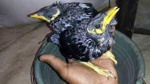 Jual Burung Beo Anakan Blog Tentang Burung