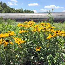 Image result for Renealmia susanneae-katziae