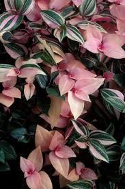 House plant with tiny purple flowers. 51 Purple House Plants Purple Indoor Plants Ideas In 2021 House Plants Plants Indoor Plants