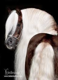 halfie pferde haflinger pferde pferde fotografie