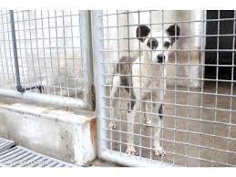 Veja aqui o site com animais para adopção no centro de recolha oficial (croa) do concelho mais perto de si. Municipios Tentam Diversificar Medidas Perante Falta De Espaco E Custos Dos Canis Acoriano Oriental