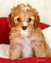 Our puppies come with the following: Journal Cute Cavapoo Puppy Notebook Publications Dreamflight 9781093510430 Amazon Com Books