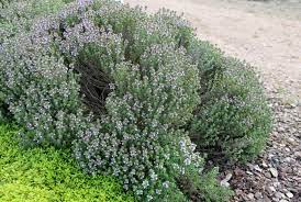 Thymian begeistert die menschen schon seit tausenden von jahren. Thymus Vulgaris Compactus Gedrungener Garten Thymian