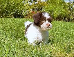 Havanese puppy sales and selection in. Havanese Puppies Pets And Animals For Sale California