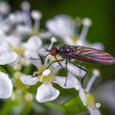 We keep homes and workplaces free and clear of termites, rodents tactical pest and termite solutions is a full service, professional pest control company, providing residential and commercial pest control and termite. Pest Control Company In Durham North Carolina
