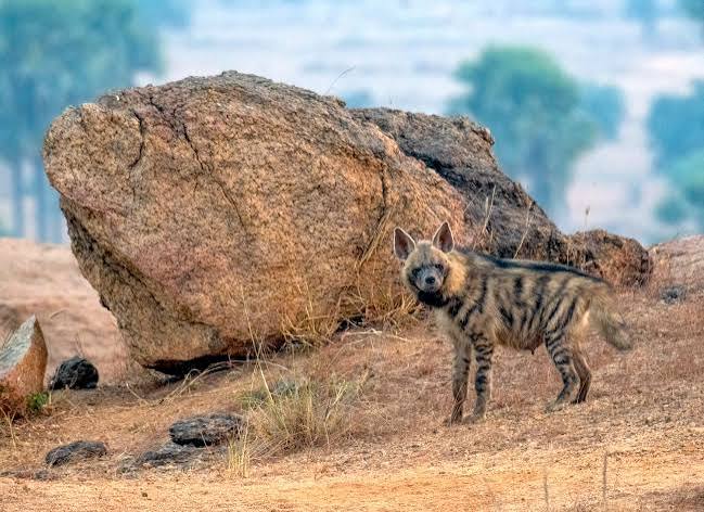Stripes of hope: securing the future of Purulia's hyenas - Wildlife Trust of India