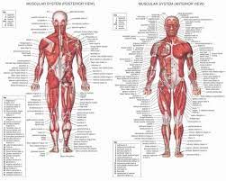 As an example male groin diagram a floor ceiling mild are going to be proven by 1 symbol, a recessed ceiling mild will likely have a distinct symbol, along with a surface area fluorescent gentle may have one more symbol. Groin Area Anatomy Male Anatomy Drawing Diagram