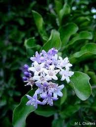 Image result for Gardenia cornuta