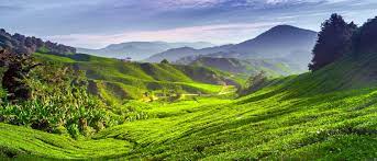 Tanah rata is the main public transport station of cameron highlands. 30 Best Hotels In Tanah Rata Cameron Highlands Tanah Rata Hotels From 5