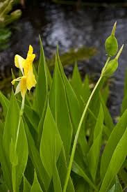 Image result for Cannaceae