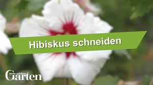Du kannst aber stecklinge schneiden von deinem hibiskus. Hibiskus Schneiden Wann Und Wie Man Es Macht Video Video Hibiskus Schneiden Hibiskus Gartenhibiskus