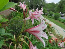 Image result for Crinum harmsii