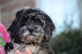 Our Blue Merle Cockapoo Cockapoo Poodles Poodlelife Cockerspaniel Cocker Spaniels Spanielpuppy Pup Cockapoo Puppies For Sale Cockapoo Puppies Cockapoo