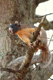 Image result for squirrel