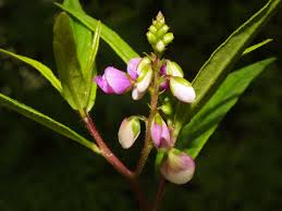 Image result for Polygala persicariifolia
