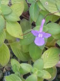 Heliotropes are bushy annuals with tiny cluster of blue, white or purple flowers. Plant Identification Closed Plant With Light Blue Violet Flowers And Fuzzy Leaves 1 By Kermitbp