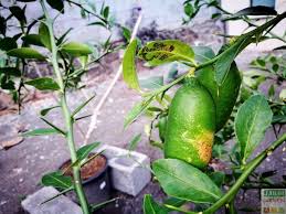 Maladie Citronnier Feuilles Recroquevillees Jardipartage Maladie Citronnier Citron Caviar Citronnier