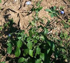 Image result for Crassocephalum rubens