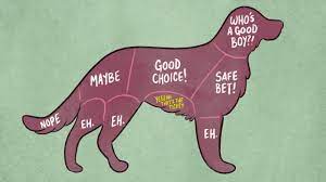 How To Properly Pet Animals Youtube