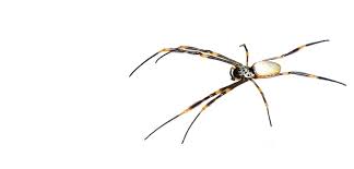 Our technicians will personalize a pest treatment plan to exceed all your pest control and customer service expectations by using the philosophy of. Professional Pest Control Services Flybusters Insect Control