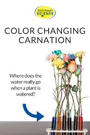 Science Experiment Color Changing Carnation Flowers Where Does The Water Really Go When A Plant Is Flower Science Flowers Science Project Science Experiments