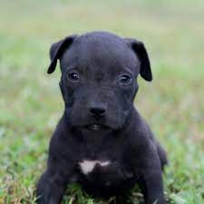 Red Nose Pitbull Puppies For Sale Baby Pitbulls For Sale Pitbull Puppies For Sale Red Nose Pitbull Puppies Pitbull Puppies