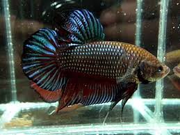 Giant Half Moon 7cm Sydney Discus World Aquariums P L