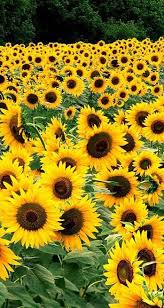 Sunflower Oil Skin Benefits Girasoli Pois
