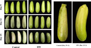 And in canada, so if you want to avoid gmos, we recommend choosing organic zucchini. Pre Storage Hot Water Treatment Enhances Chilling Tolerance Of Zucchini Cucurbita Pepo L Squash By Regulating Arginine Metabolism Sciencedirect