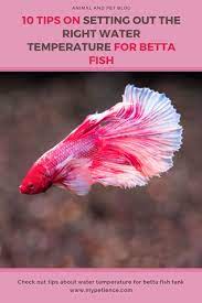 10 Smart Tips Ideal Water Temperature For Betta Fish Betta Fish Betta Fish Care Breeding Betta Fish