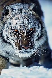 Photo By Suha Derbent Tiger By Suha Derbent 69marius L Via Bluoceanwithpolkadots Animals Animals Wild Cute Animals