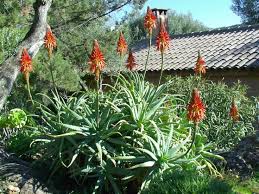 Image result for Aloe bukobana