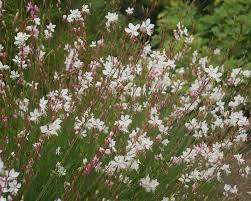 Check spelling or type a new query. 12 No Fail Drought Tolerant Perennials For Low Water Gardens The Garden Glove