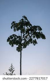 Image result for Cecropia pachystachya