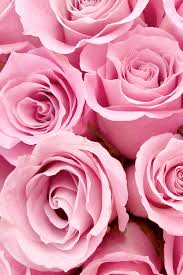 Pink Rose Wallpaper Mint Roses 640x960 Download Hd Wallpaper Wallpapertip