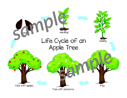 On the branches are buds, some of which contain leaves and others that contain five flowers. Apple Tree Life Cycle Gift Of Curiosity