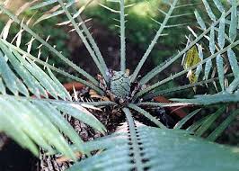 Image result for Encephalartos schmitzii