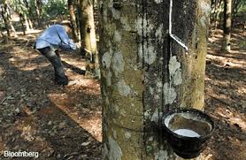 As of 2017, malaysia is the fifth largest producer and exporter of natural rubber (nr). Rubber Industry Expected To Maintain Export Earnings For 2016 Says Mrb The Edge Markets