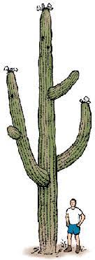 When they feel cold, even though the spelling was designed to represent that involuntary wobbling of the mouth when you're shivering with cold. Saguaro Definition Of Saguaro By Merriam Webster