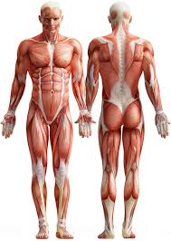 It can also strengthen the core, leg, and arm muscles. Pe Front And Back Muscles And Workouts Diagram Quizlet