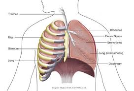 The thoracic cage, commonly called the rib cage, provides protection for the 2 lungs, heart, esophagus, diaphragm and liver. All About Small Cell Lung Cancer Oncolink