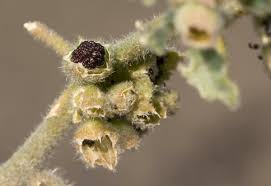 Image result for Glinus