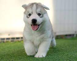 Los perros llevan con los humanos miles de años, acompañándonos y siendo no solo nuestras mascotas, sino también nuestros defensores y compañeros de caza. Husky Siberiano Caracter Caracteristicas Educacion Y Informacion