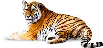 Download Png Image Tiger Png Image Free Download Tigers Tiger Images Tiger Pictures Png