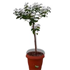 Saksıda limon yetiştirme çok kolay bir iş değildir. Limon Fidani Saksili Cicekli Meyveli Yediveren Mayer Hepsibahcemden