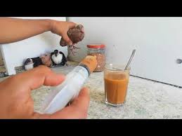 Yeni Dogmus Yavru Guvercin Nasil Beslenir Youtube