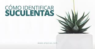 Plantas suculentas, plantas de cactus, plantas cactáceas, semilleros cactus, semillas de especies crasas. Como Identificar Suculentas Y Cactus Atipicas Suculentas