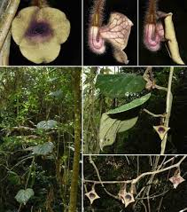 Image result for Aristolochiaceae